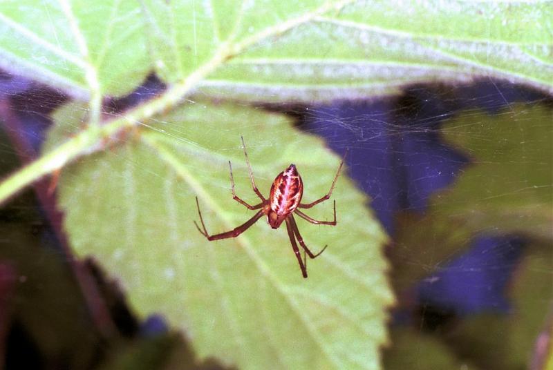 Linyphia_triangularis_F1994_Z_80_Les Gris_Frankrijk.jpg